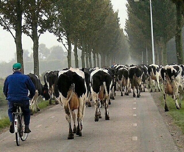 Learn about chicken road casino